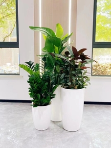 宁波余姚植物租赁方案来袭，开启绿色生活篇章