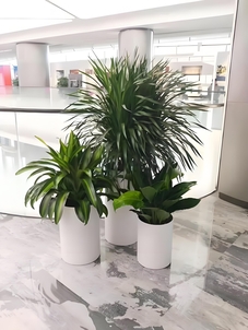 宁波余姚盆景租赁，优质服务，让你眼前一亮！